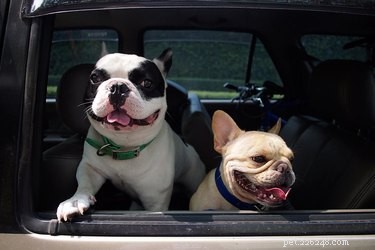How Long Should a Dog Safely Ride in a Car?