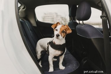 How Long Should a Dog Safely Ride in a Car?