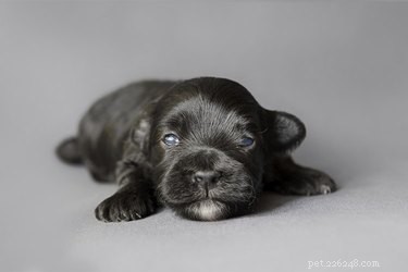 Do Puppies Have Fur at Birth? Exploring Newborn Coat Development