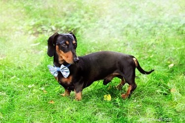 DIY Miniature Dachshund Jacket: Step‑by‑Step Custom Design