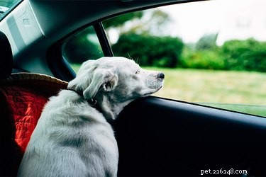 Cross‑Country Dog Travel: Tips for a Safe & Stress‑Free Journey