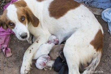 Safely Transitioning Newborn Pups Indoors: A Guide for Dog Owners