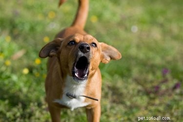Protect Your Property: Your Rights vs. Barking Dogs