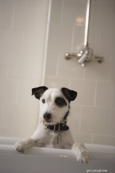 Step-by-Step Guide to Grooming Your Dog at Home