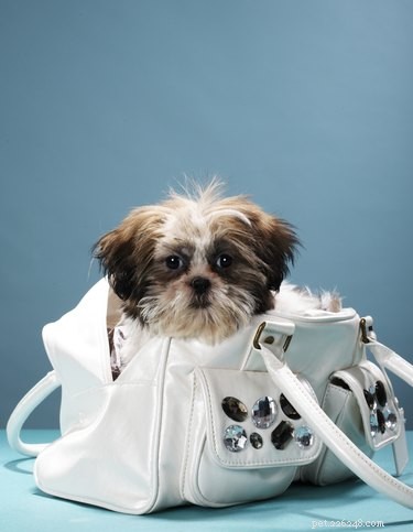 Turn Your Purse Into a Stylish, Secure Dog Carrier – Easy DIY Guide
