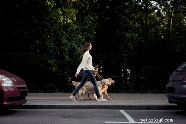 How Long Does Dog Poop Take to Decompose? Key Factors & Quick Composting Tips