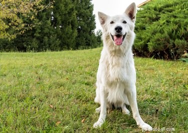 How Long Does Dog Poop Take to Decompose? Key Factors & Quick Composting Tips