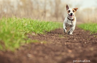 Choosing the Ideal Mulch for Your Dog Run: Comfort, Safety, and Maintenance