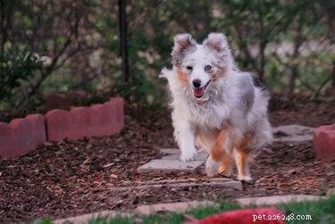 Choosing the Ideal Mulch for Your Dog Run: Comfort, Safety, and Maintenance