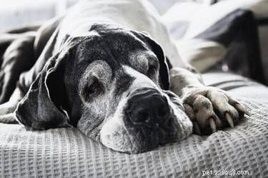 Choosing the Perfect Song for Your Pet s Memorial: A Guide