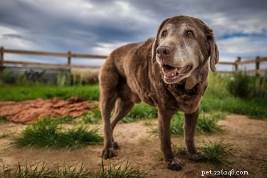 Choosing the Perfect Song for Your Pet s Memorial: A Guide
