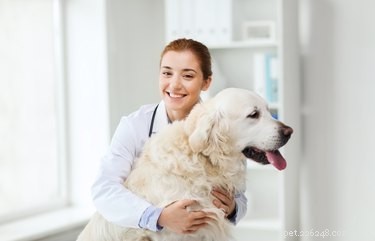 Can Counting a Dog s Nipples Predict Litter Size? Myth vs. Fact