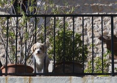 Transform Your Balcony Into a Safe, Stylish Dog-Friendly Retreat