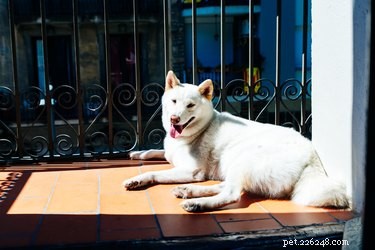 Transform Your Balcony Into a Safe, Stylish Dog-Friendly Retreat