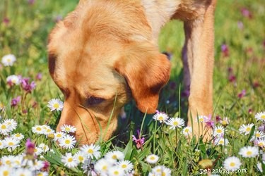 Dog-Repelling Plants: Safe & Effective Ways to Protect Your Yard