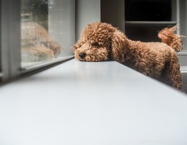 Goldendoodle Hair Care: Types, Grooming Tips, and Coat Maintenance