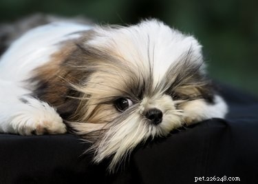 Ultimate Shih-Poo Grooming Guide: Tips & Tricks for a Healthy, Fluffy Coat