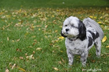 Ultimate Shih-Poo Grooming Guide: Tips & Tricks for a Healthy, Fluffy Coat