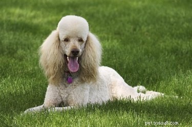 Ultimate Shih-Poo Grooming Guide: Tips & Tricks for a Healthy, Fluffy Coat
