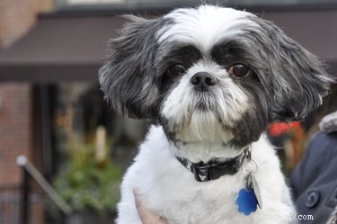 Ultimate Shih-Poo Grooming Guide: Tips & Tricks for a Healthy, Fluffy Coat