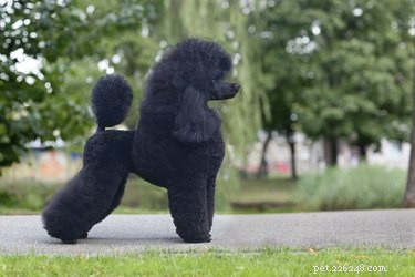 Ultimate Shih-Poo Grooming Guide: Tips & Tricks for a Healthy, Fluffy Coat