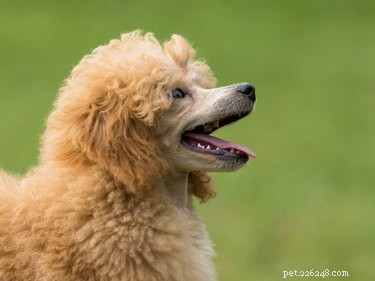 Ultimate Shih-Poo Grooming Guide: Tips & Tricks for a Healthy, Fluffy Coat