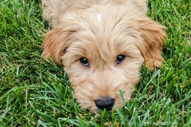 Expert Guide to Shampooing Your Goldendoodle: Proven Tips & Top Products