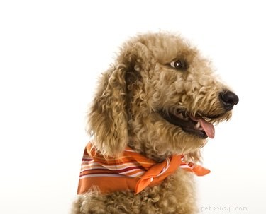 Goldendoodle Grooming Guide: Hairstyles & Care Tips