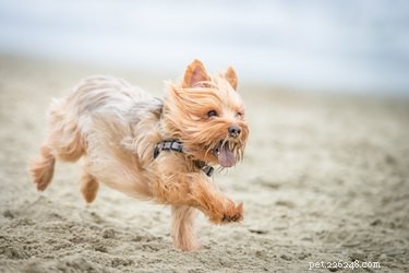 Create a Safe Dog Sandbox: Step‑by‑Step Guide