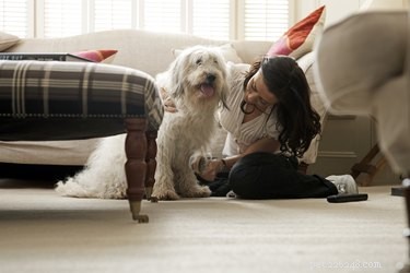 Expert Labradoodle Grooming Styles: Hairstyles & Care Tips