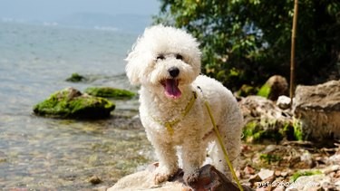 How to Groom Your Bichon Frise’s Face & Ears – A Professional Guide