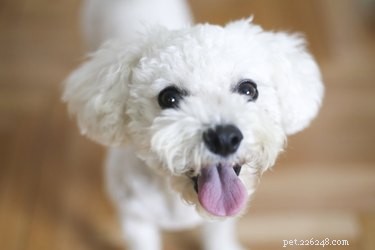How to Groom Your Bichon Frise’s Face & Ears – A Professional Guide