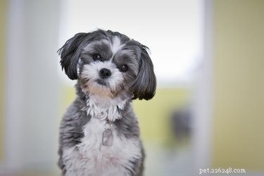 The Complete Grooming Guide for Your Maltese‑Shih Tzu
