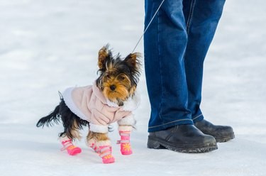 DIY Crochet Puppy Booties: Protect Your Small Dog s Paws