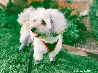 DIY Crochet Puppy Booties: Protect Your Small Dog s Paws