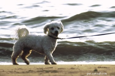 Professional Guide to Grooming a Poodle Mix: Tips & Techniques