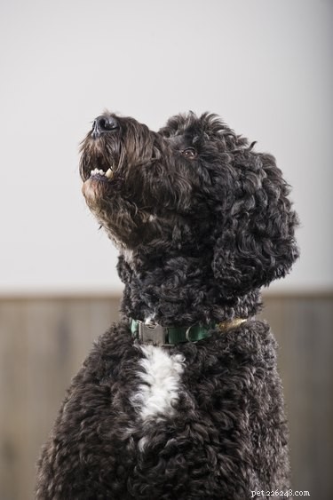 Professional Guide to Grooming a Poodle Mix: Tips & Techniques
