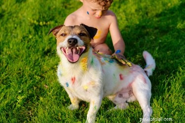 Safe Removal of Nail Polish from Your Dog: A Step-by-Step Guide