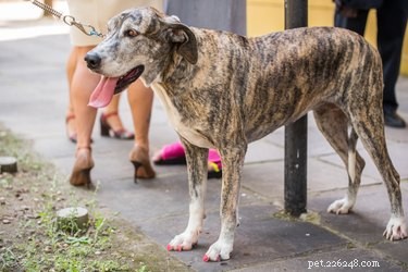 Safe Removal of Nail Polish from Your Dog: A Step-by-Step Guide