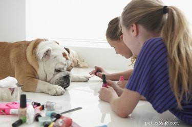 Safe Removal of Nail Polish from Your Dog: A Step-by-Step Guide