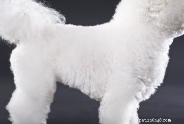 Expert Guide to Grooming Haircuts for Your Bichon Frise