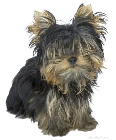 Ultimate Guide to Grooming Your Yorkie-Bichon Puppy