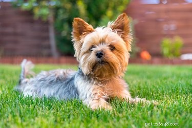 Professional Guide: Trimming Your Yorkie’s Facial Hair for a Clean Look