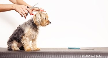 Professional Guide: Trimming Your Yorkie’s Facial Hair for a Clean Look