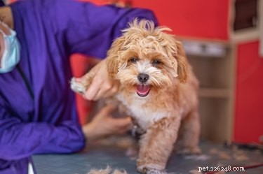 Ultimate Guide to Grooming Your Maltipoo: Easy Tips & Tricks