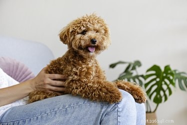 Ultimate Guide to Grooming Your Maltipoo: Easy Tips & Tricks