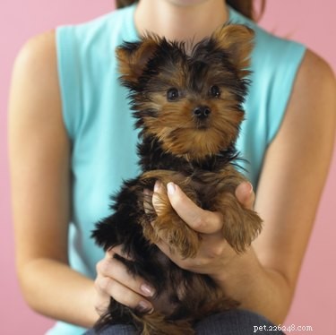 Professional Yorkie Haircut Guide: Groom Your Girl with Confidence