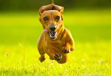 How Much Do Dachshunds Shed? A Guide to Coat Care