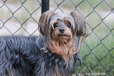 Professional Yorkie Poo Grooming: Choosing the Perfect Hairstyle