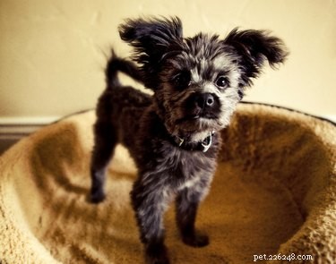 Professional Yorkie Poo Grooming: Choosing the Perfect Hairstyle
